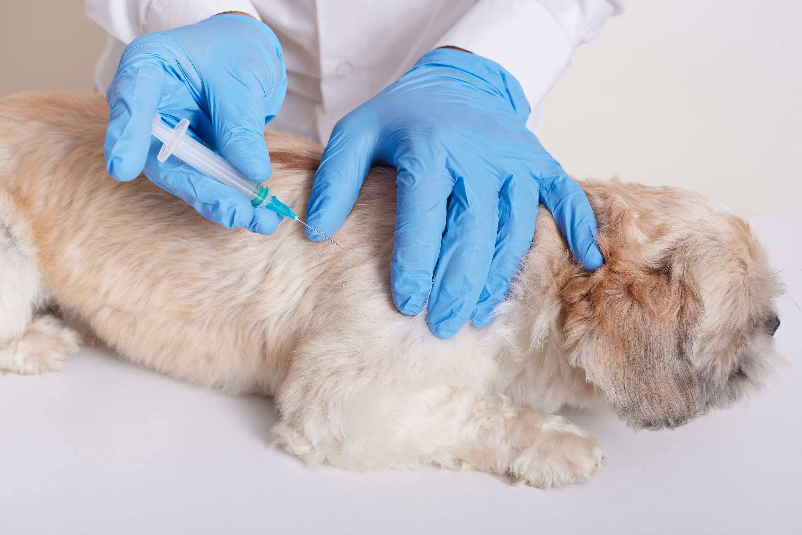 Consulta vacunació ràbia animals de companyia