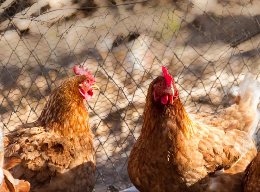 group of assorted chickens in the chicken coop with unfocused background