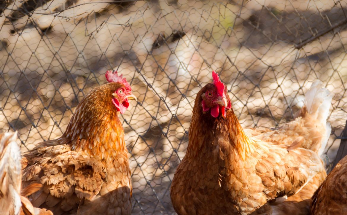 group of assorted chickens in the chicken coop with unfocused background